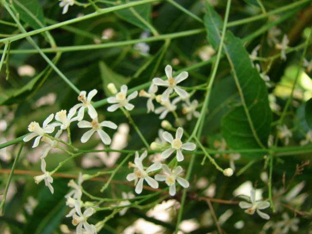 عکس چریش Azarirachta indica 7